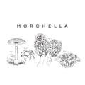 Morchella's avatar