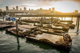 A Complete Guide to San Francisco's Piers and Boardwalks