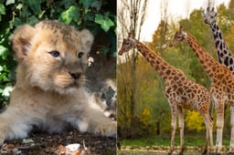 The Most Beautiful Zoos Near Paris Not To Be Missed