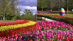 Un ruban de 500 000 Tulipes multicolores va border le parc du Château de Cheverny