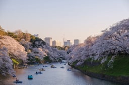 Where to stay during cherry blossom season - The Points Guy