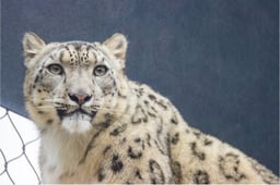 The Philadelphia Zoo Welcomes New Female Snow Leopard, Marcy