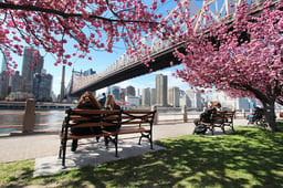 Spring Has Sprung: Here’s Where to Find the Most Beautiful Cherry Blossoms in NYC