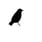 Blackbird's avatar