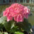 Old Westbury Gardens's avatar