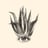 Encanto Restaurant's avatar