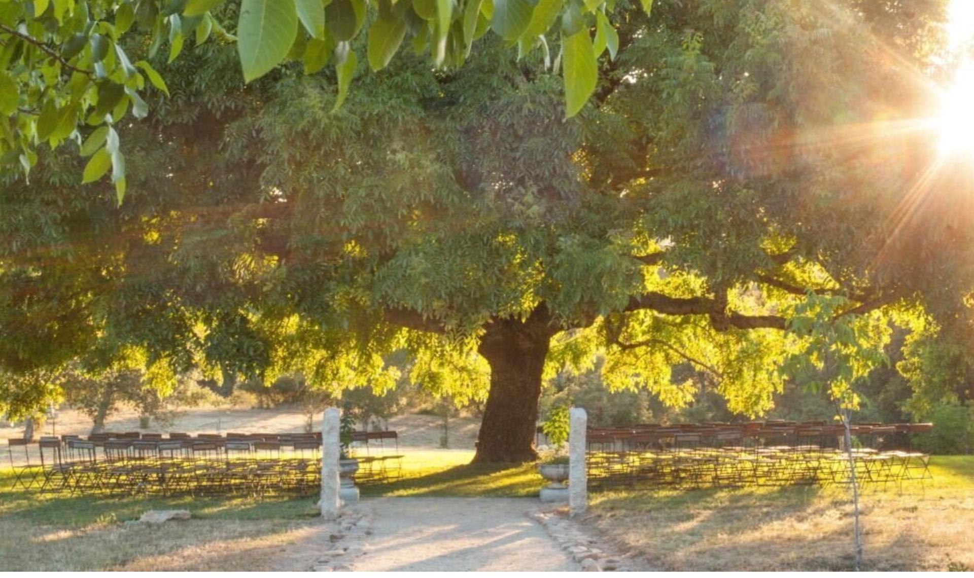 Ceremony Tree