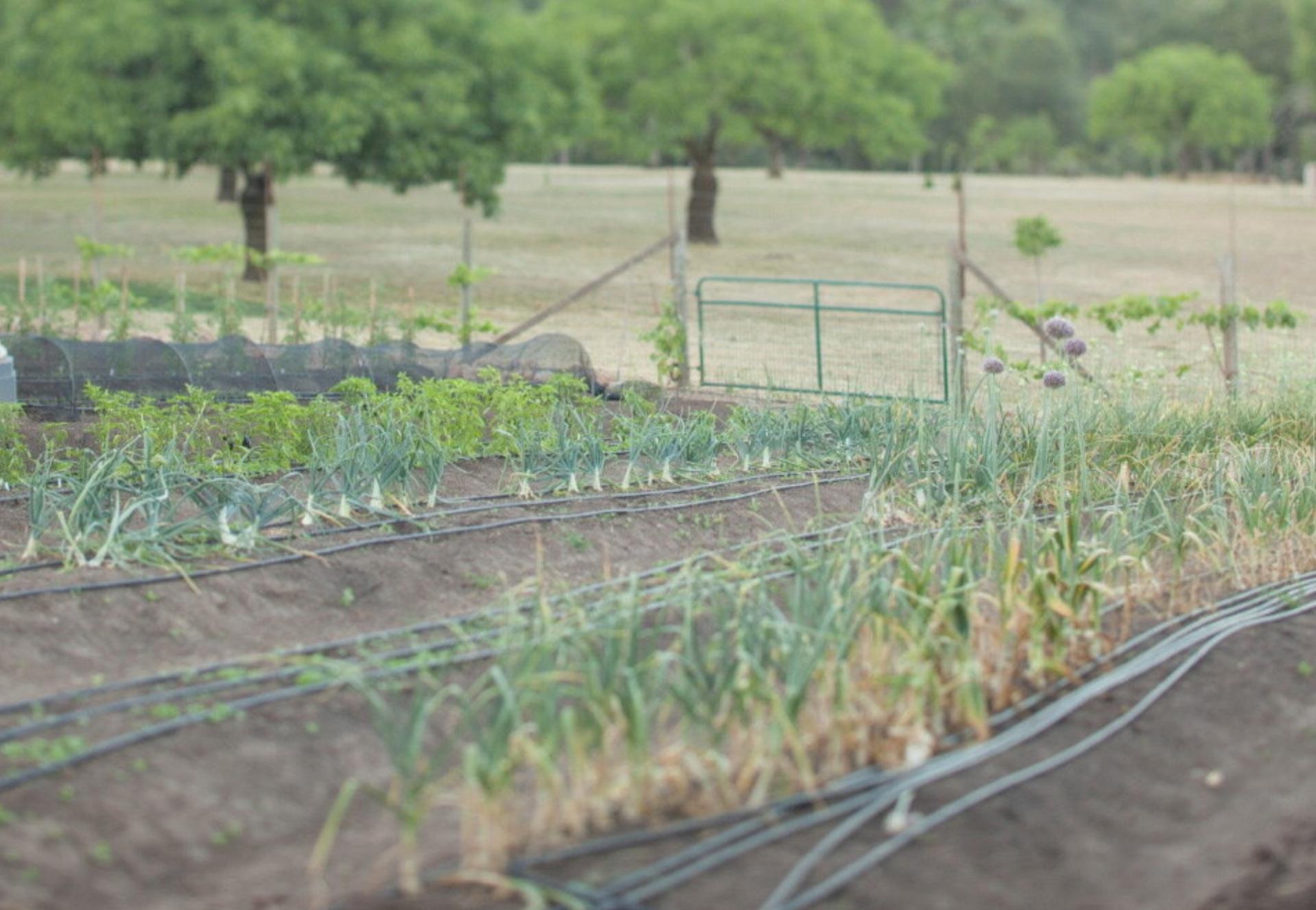 Organic Garden