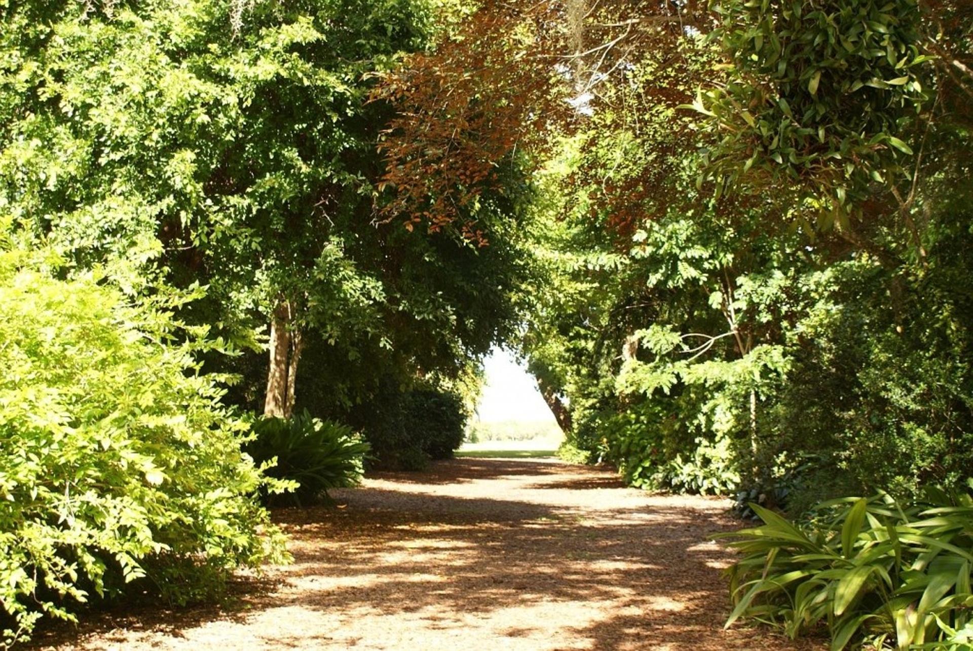 Allee & Overlook