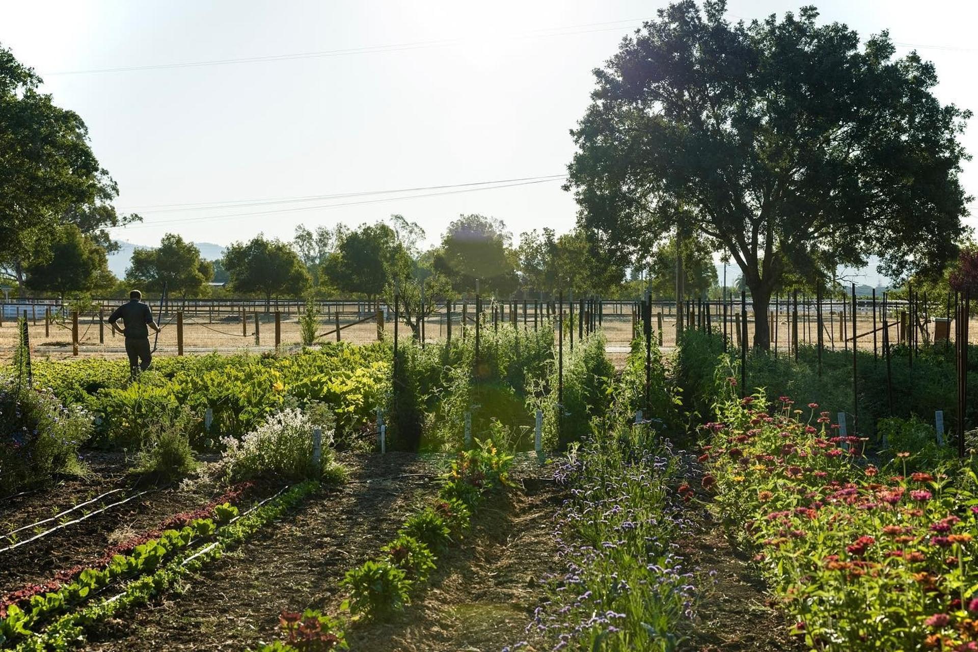 Blue Belle Farm