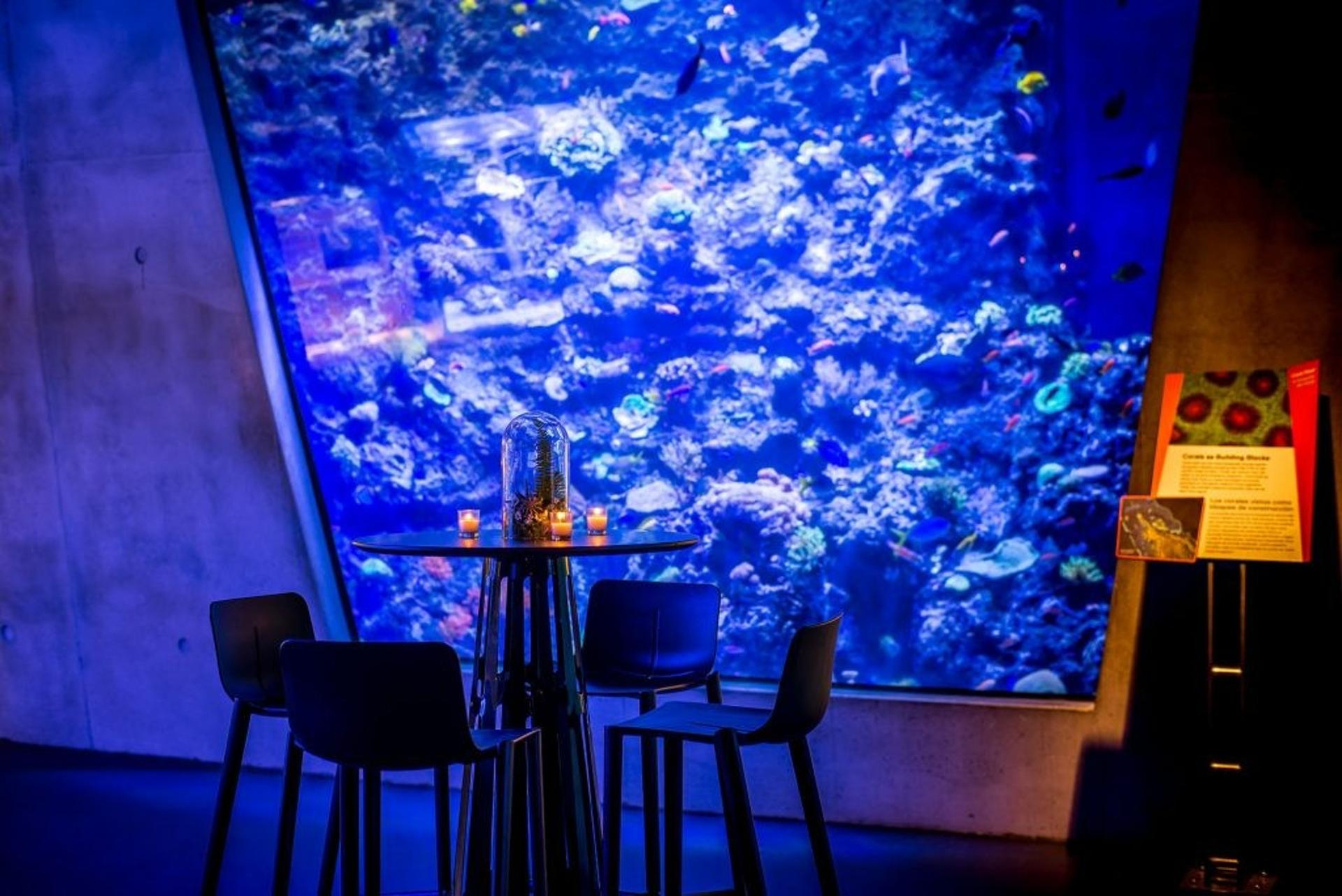 Aquarium - The Dive