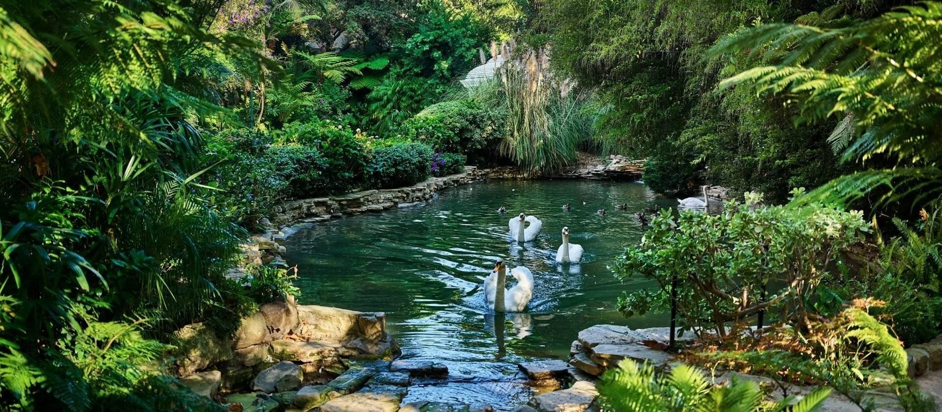 Swan Lake