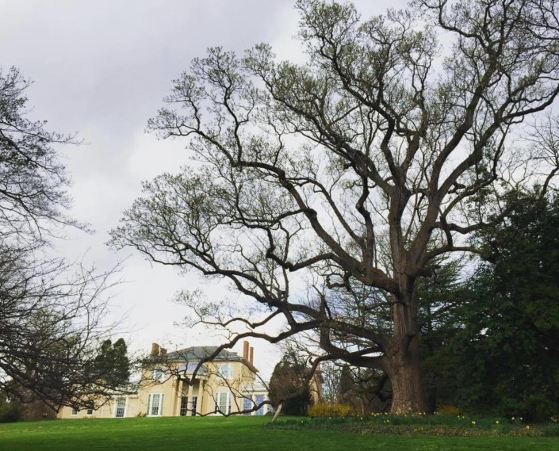 The South Lawn