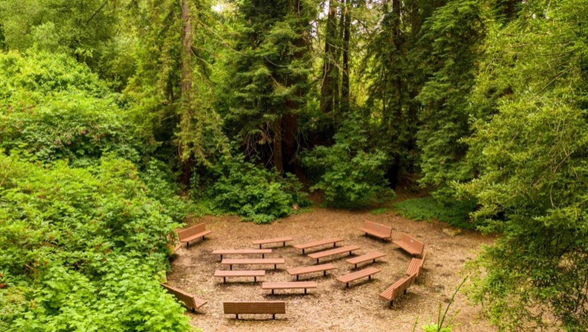 Redwood Grove