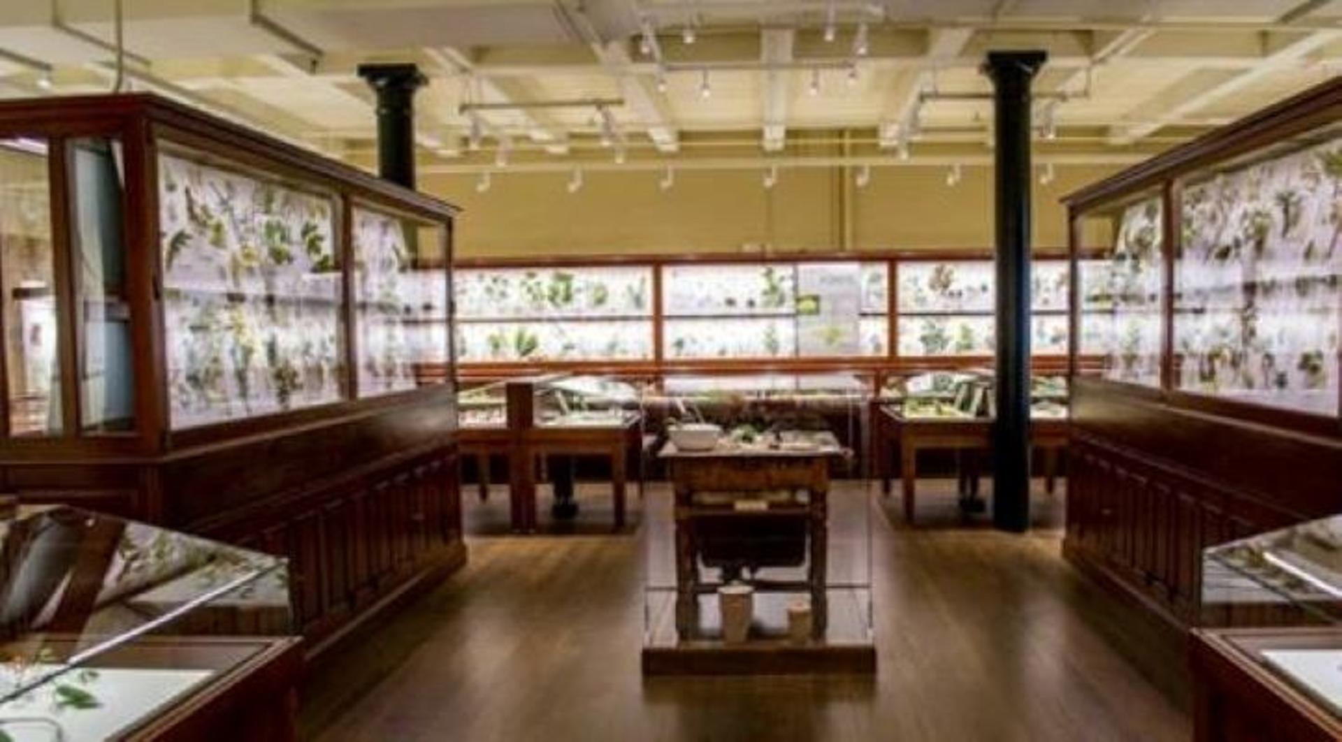 Ware Collection Of Blaschka Glass Models Of Plants