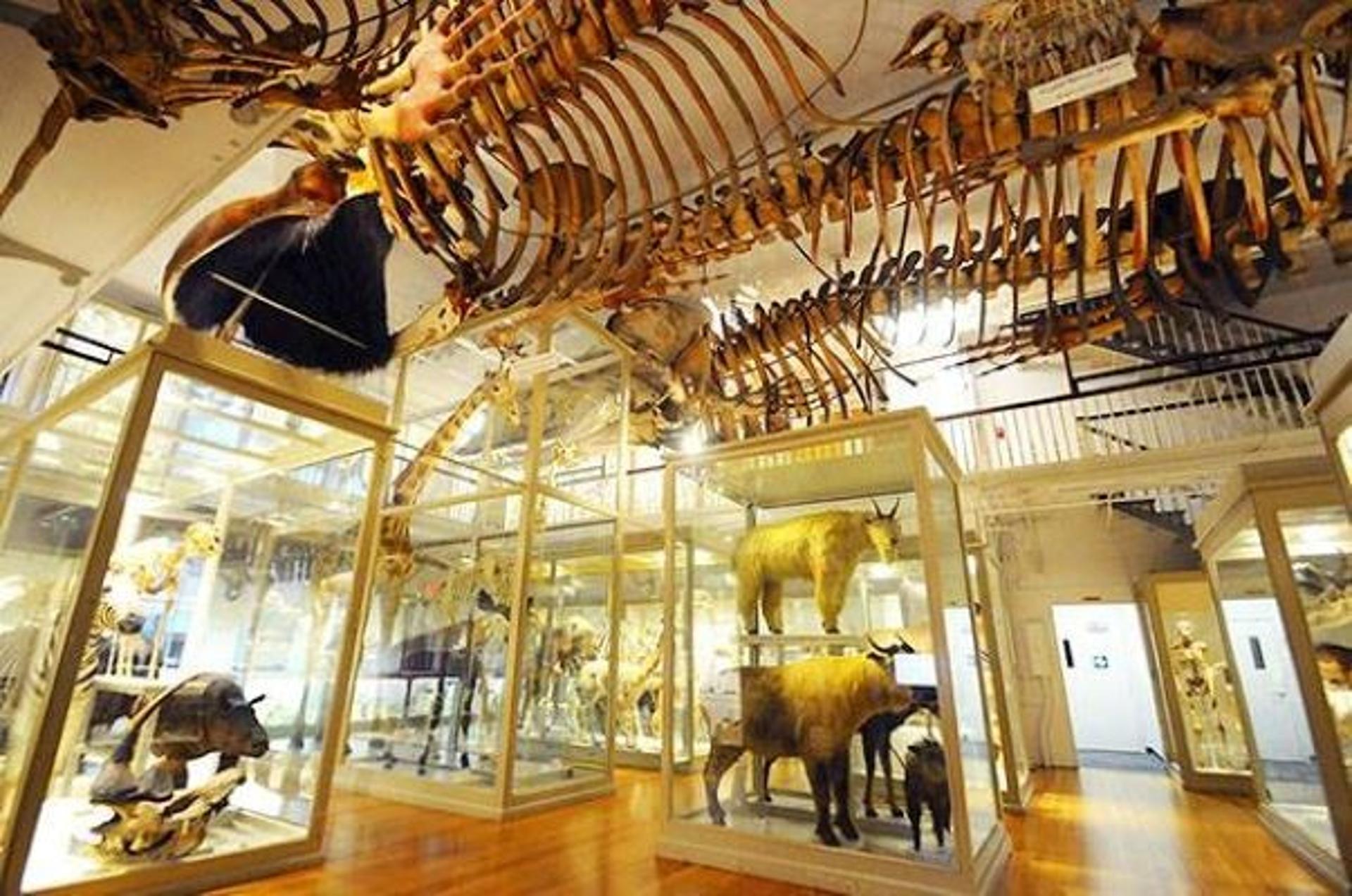 Great Mammal Hall