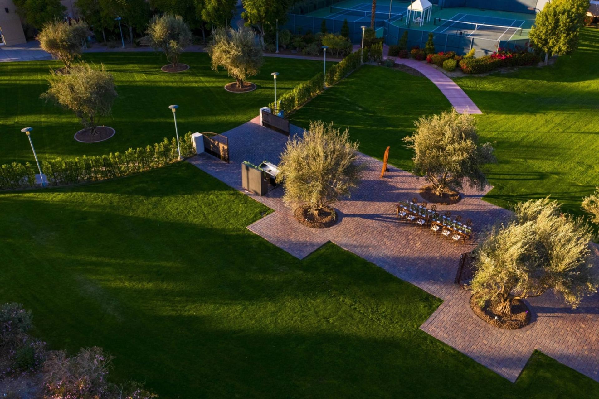 Olive Grove