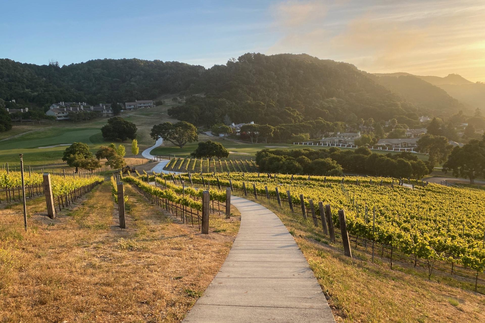 Vineyard Lawn