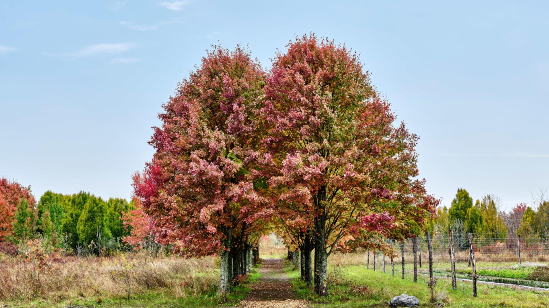 Maple Lane