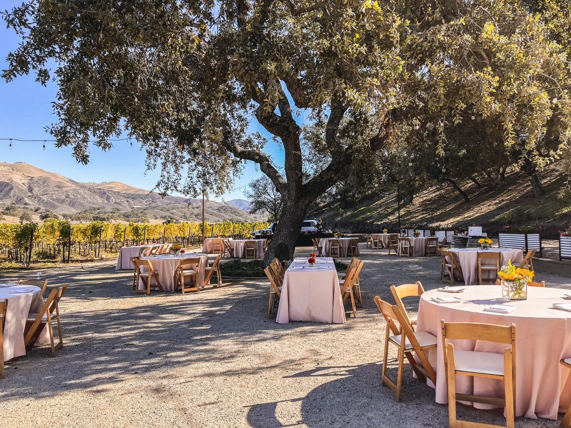 The Oak Tree