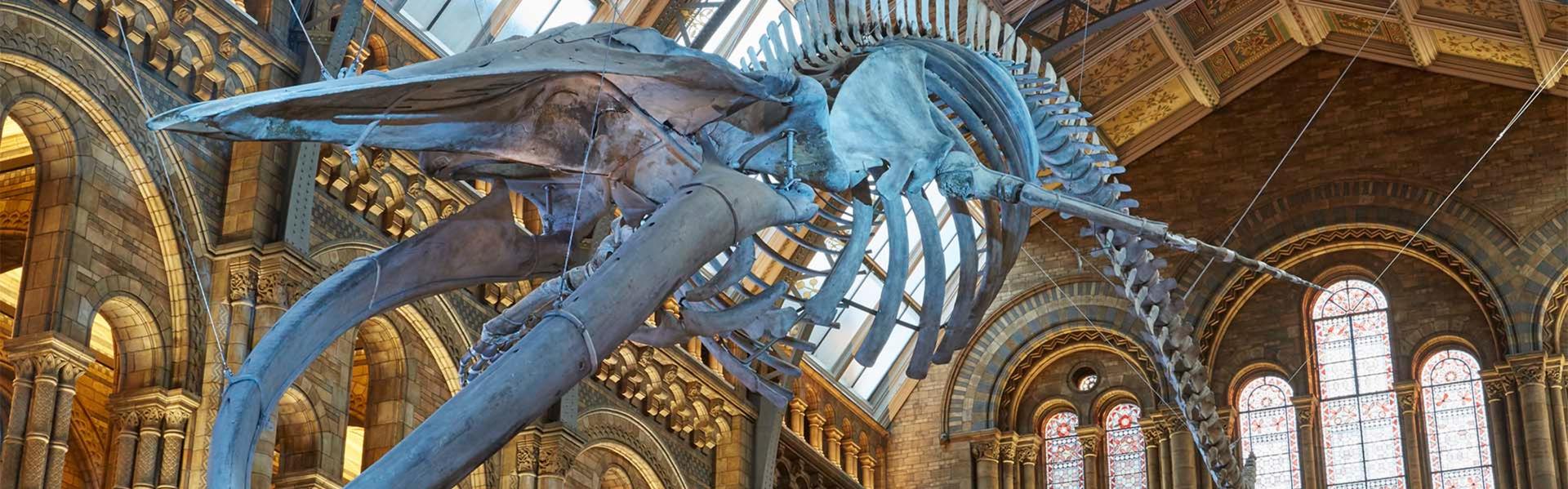 Hintze Hall