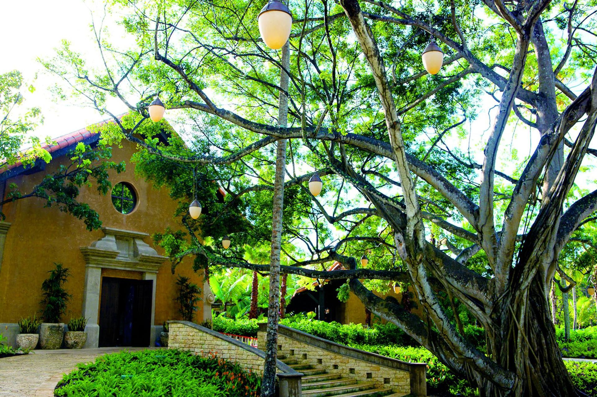 Spa Ficus Tree