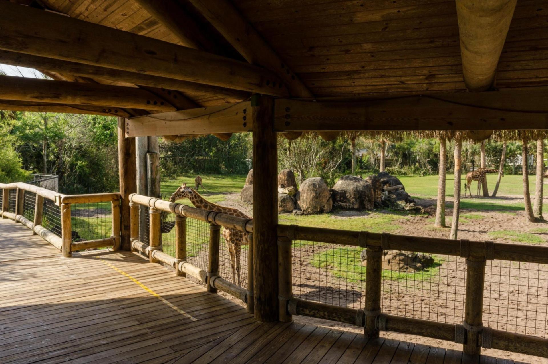 Giraffe Overlook and Savanna Blooms Garden