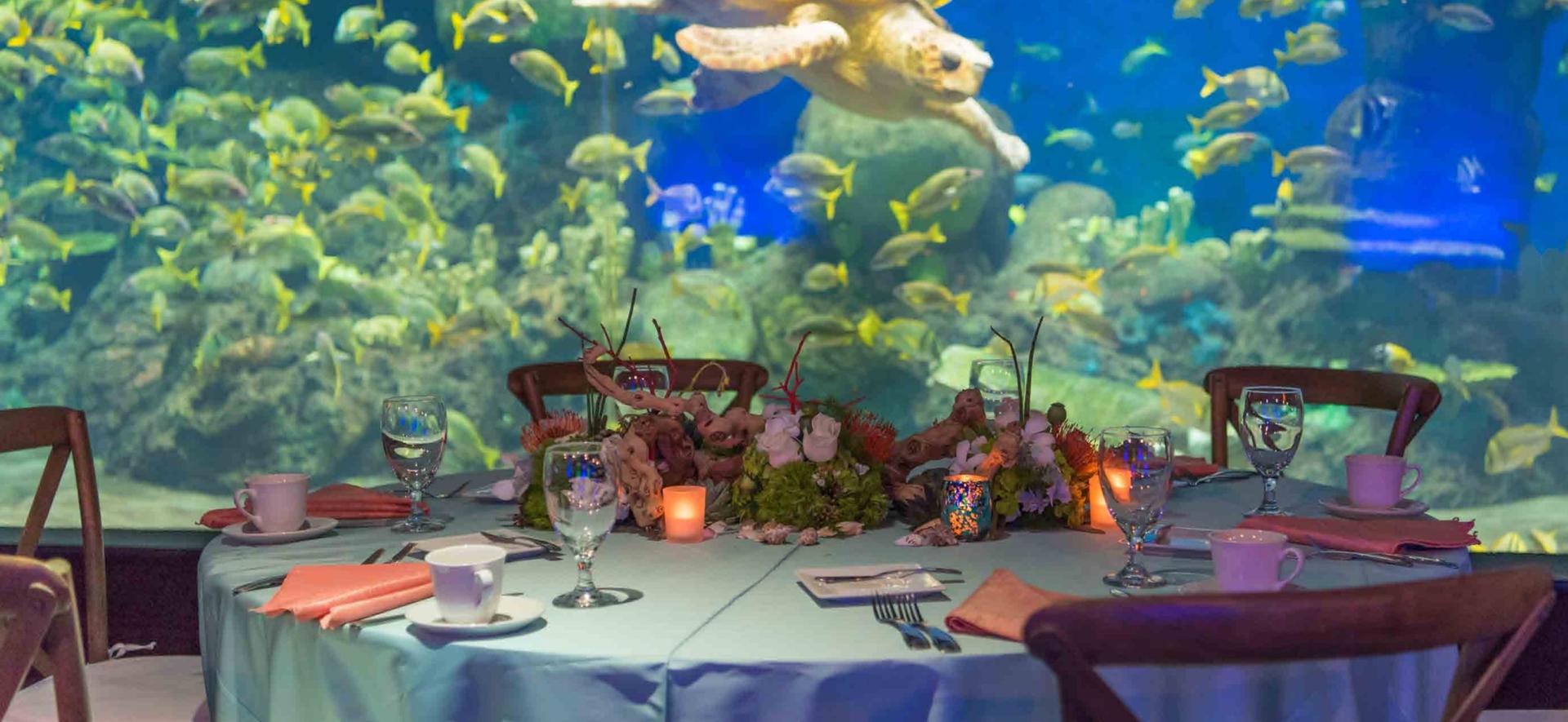 Turtle Reef