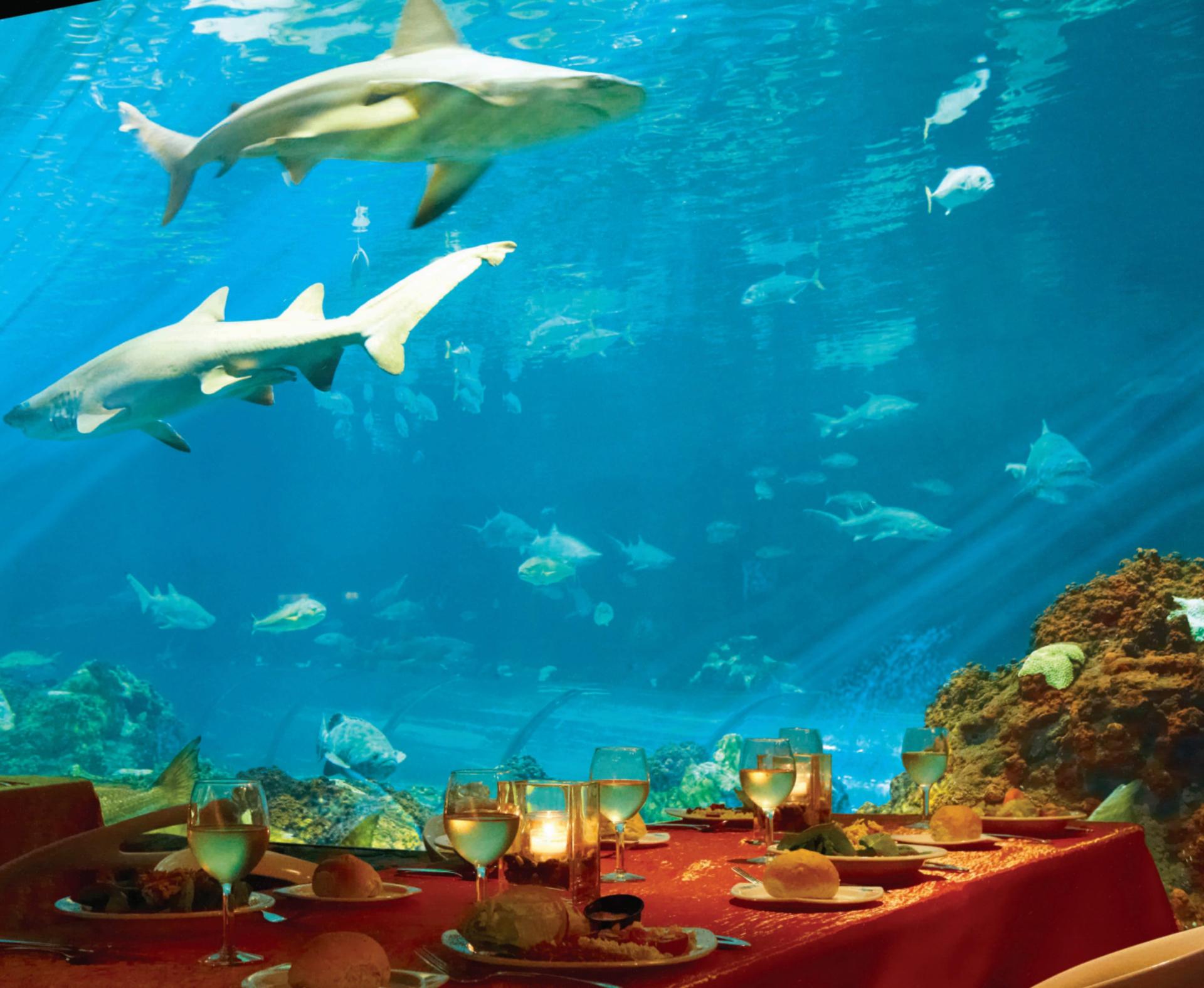 Shark Encounter