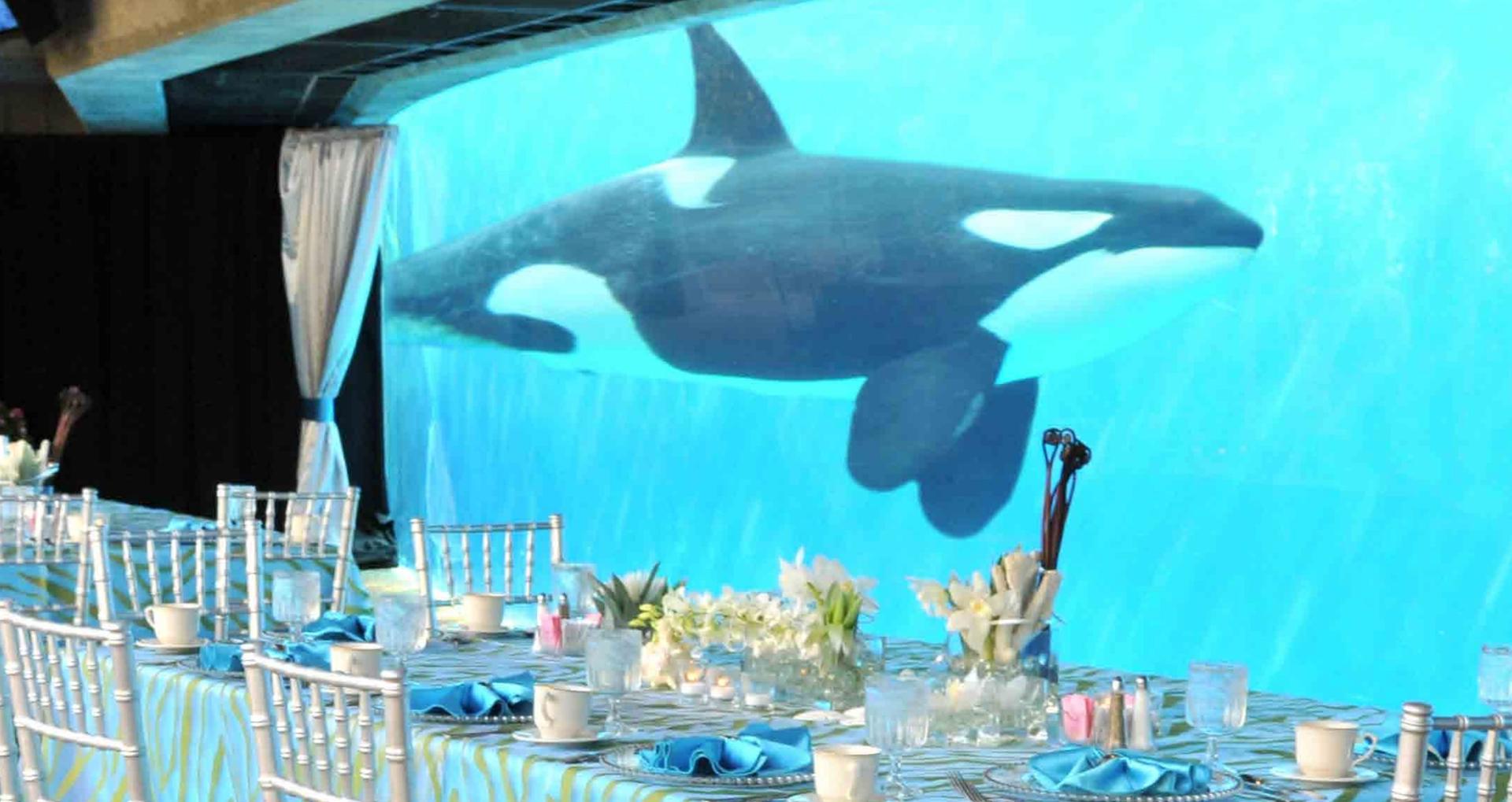 Orca Underwater Viewing