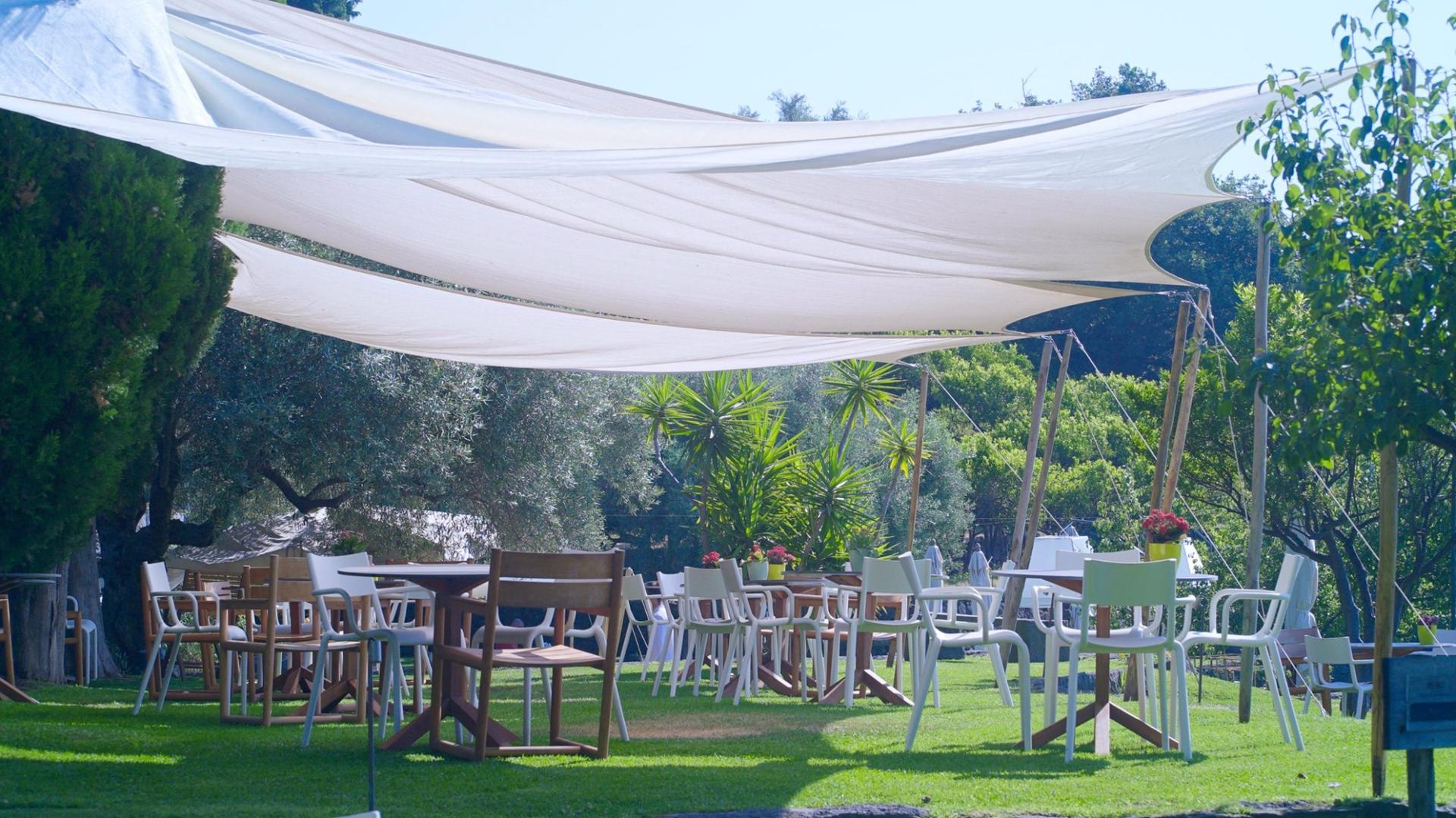 The Olive Grove