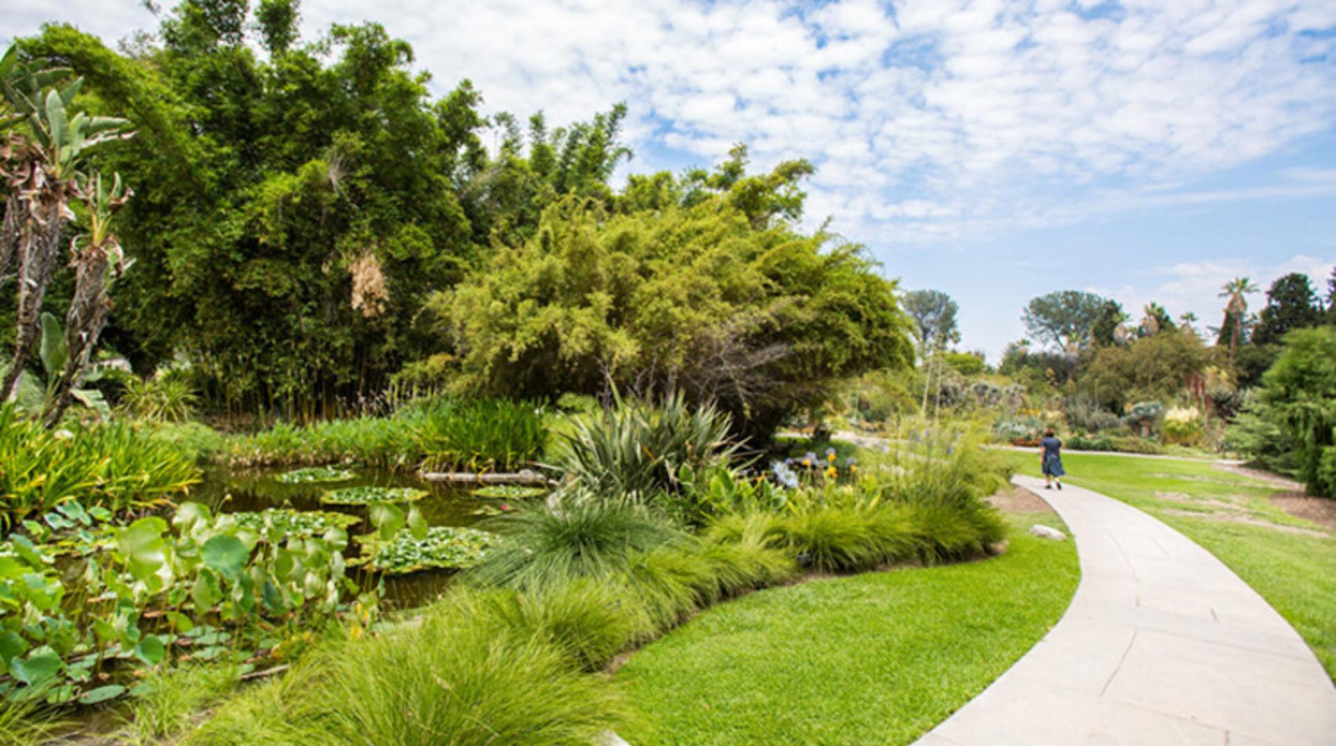 Lily Ponds Lawn