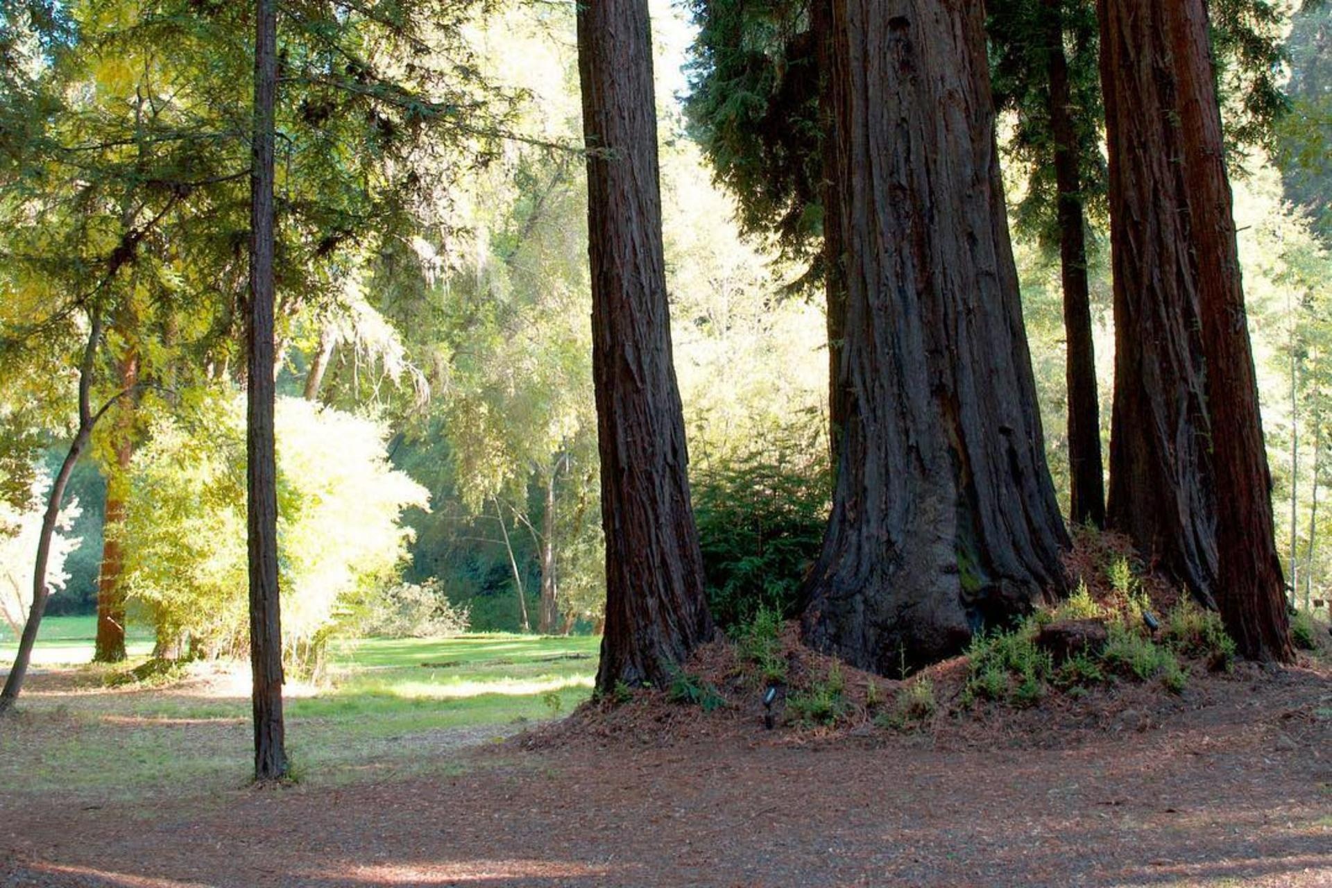 Twin Trees