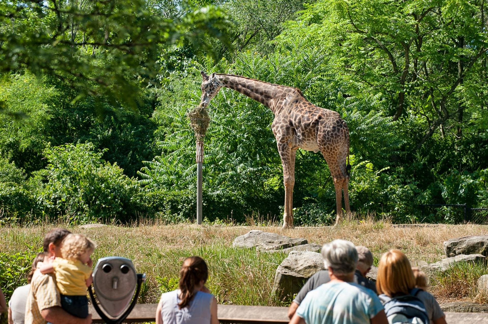 Forest Passage & African Savanna