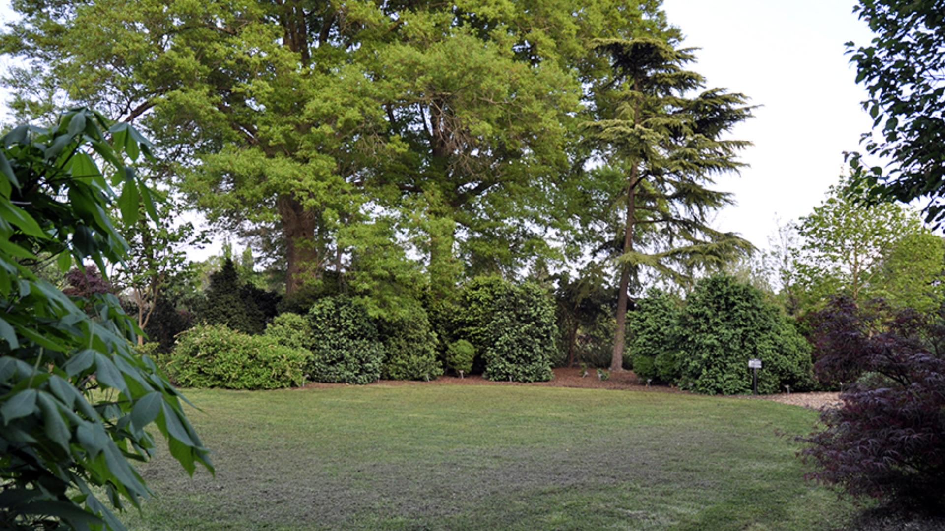 Boxwood Collection