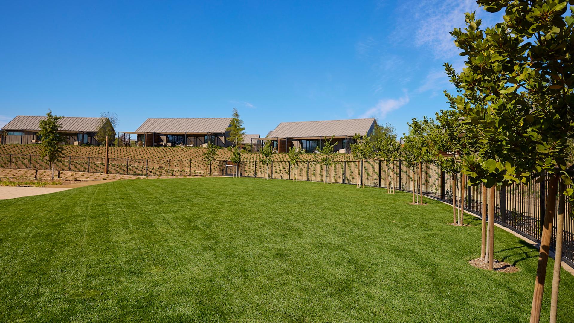 Lavender Lawn