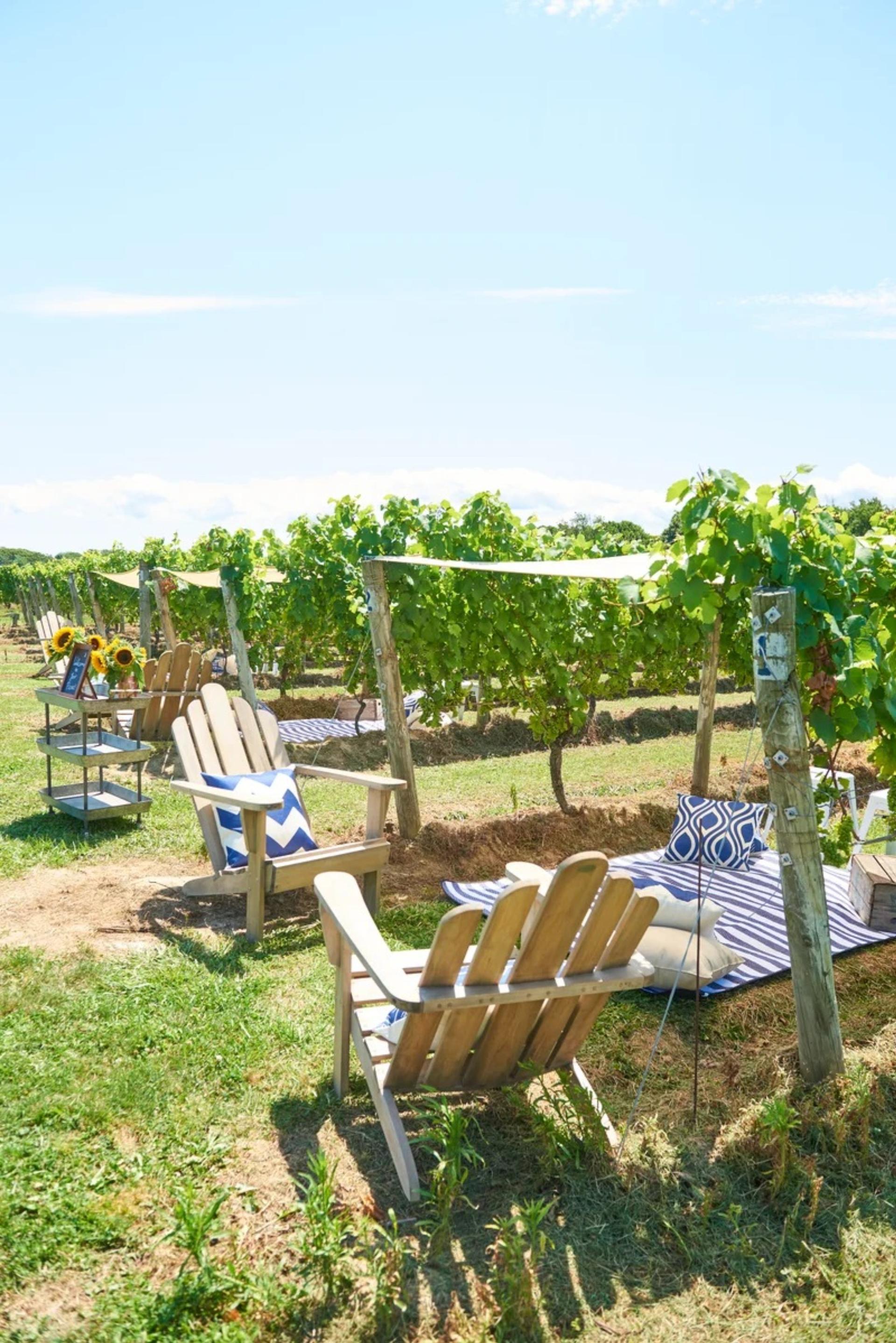 Vineyard Rows