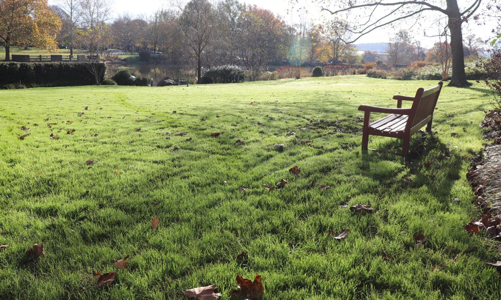 Foundation Lawn