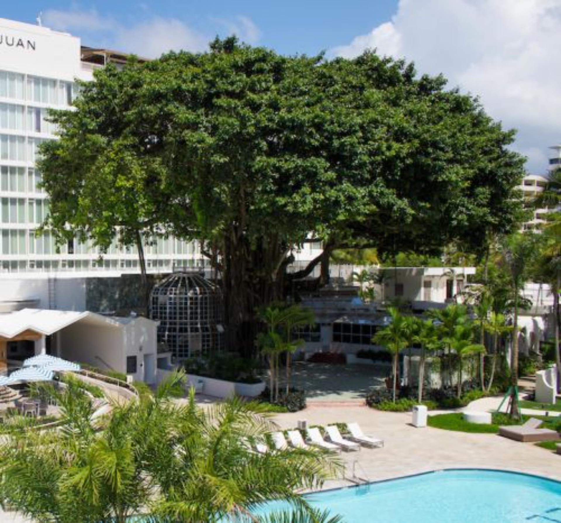Banyan Tree