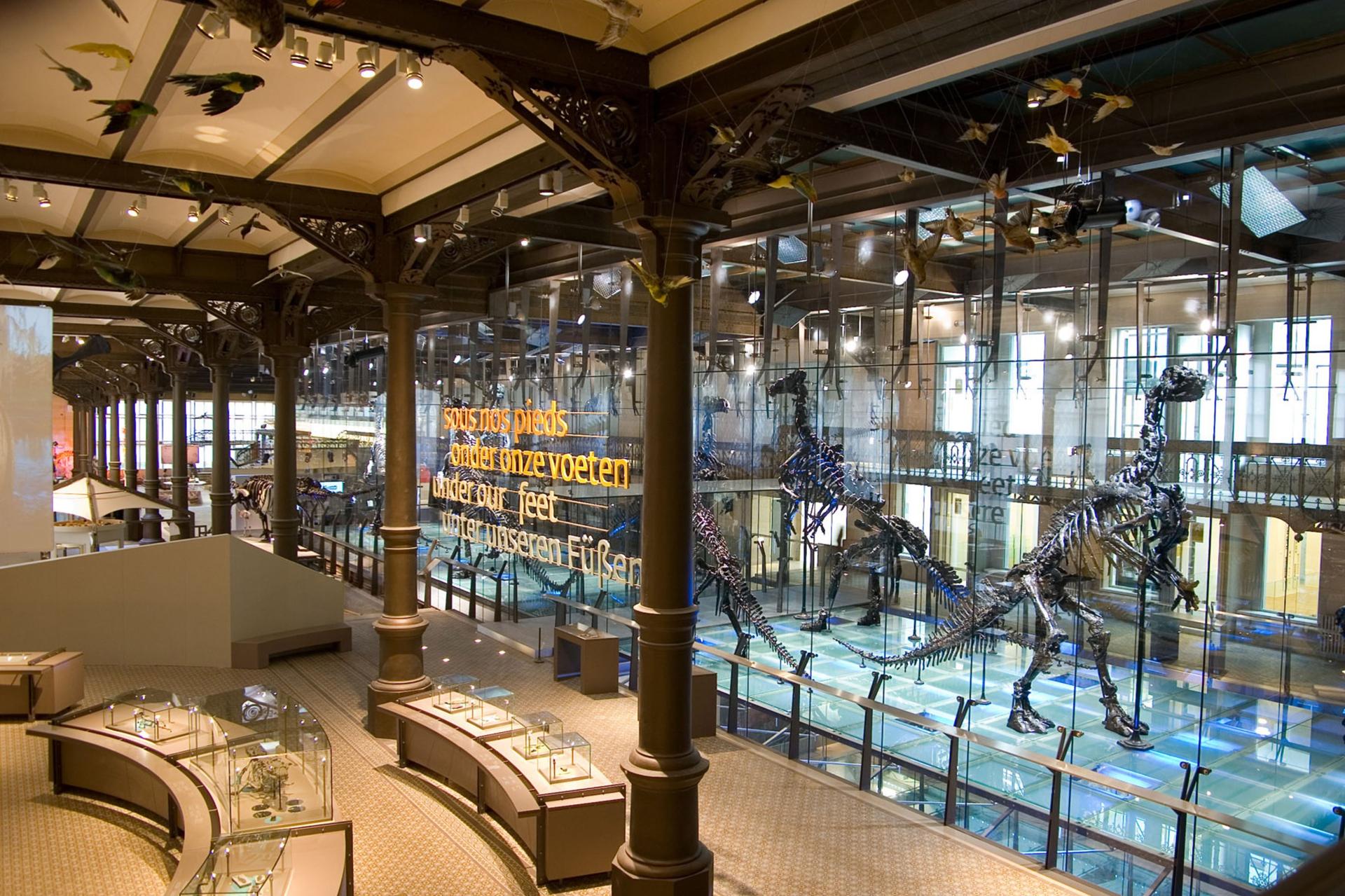 Dinosaur Gallery