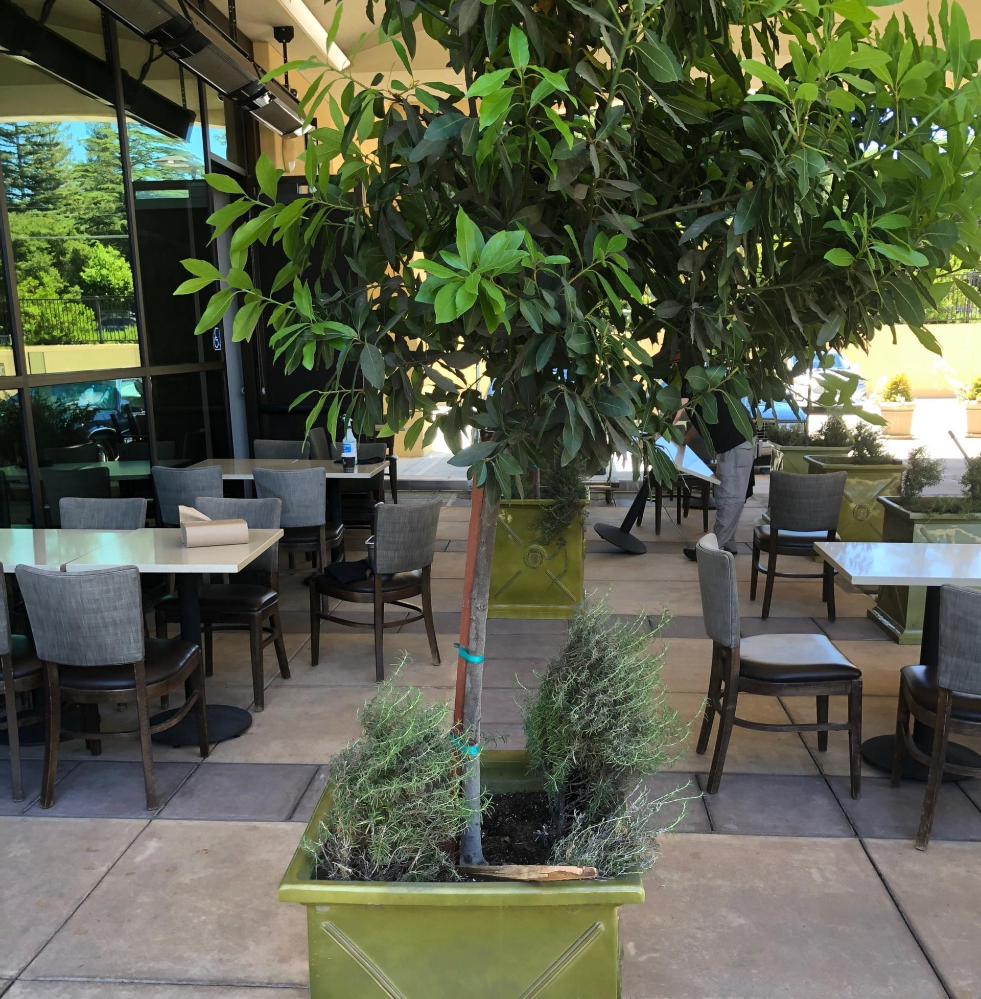 The Patio