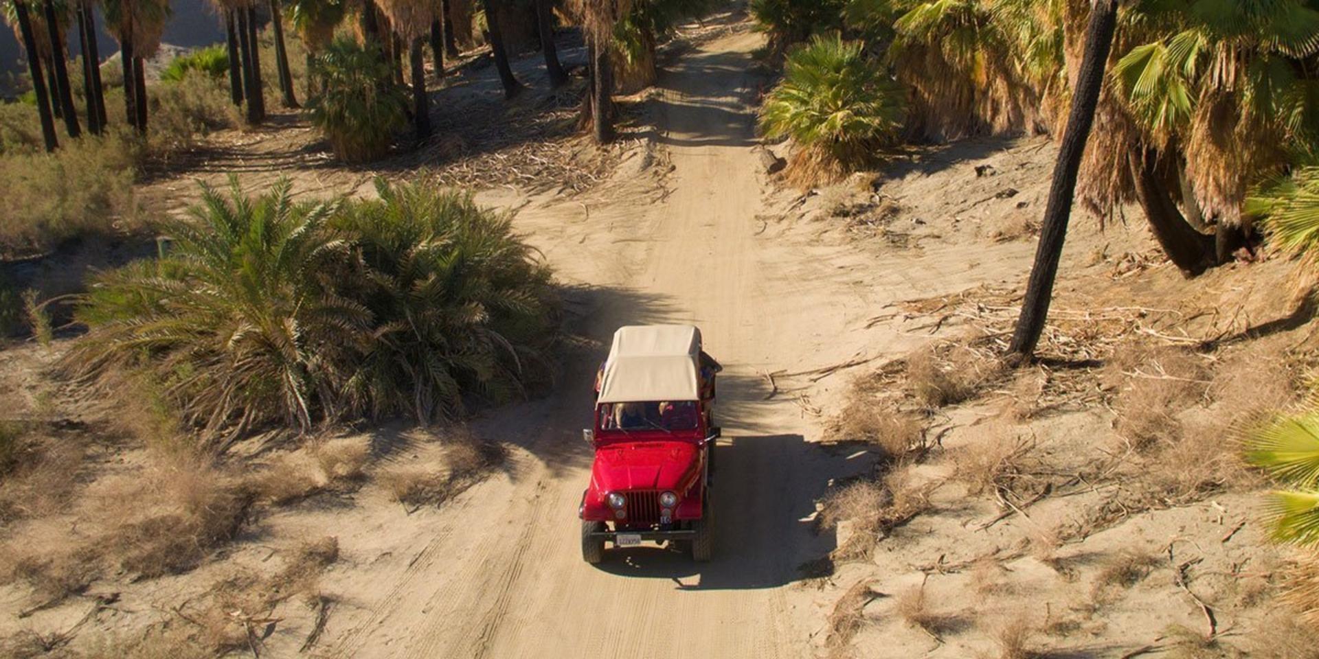 Palm Oasis