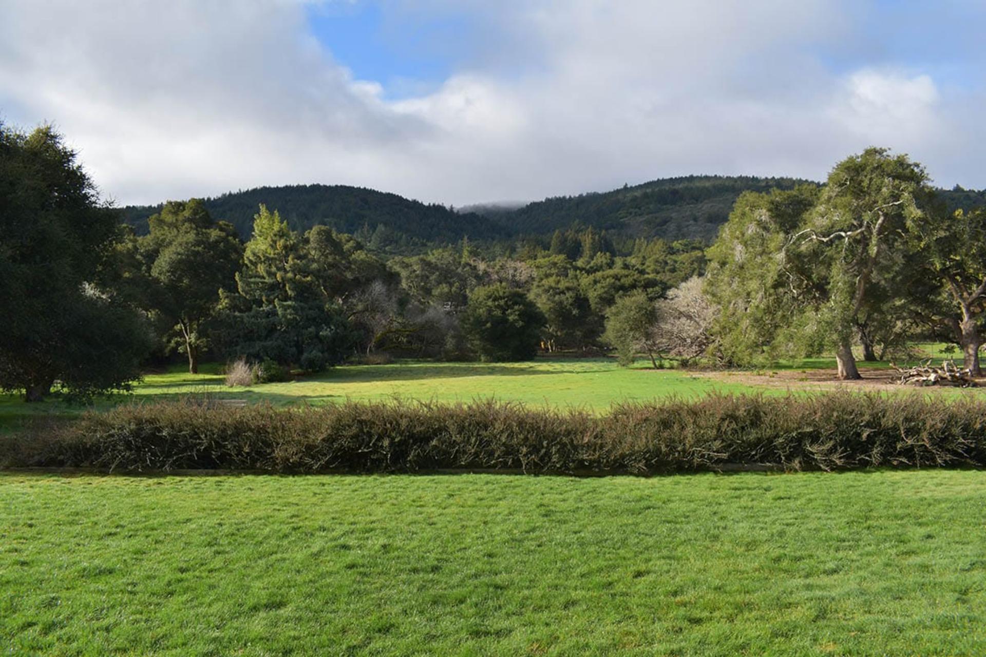 Meadow