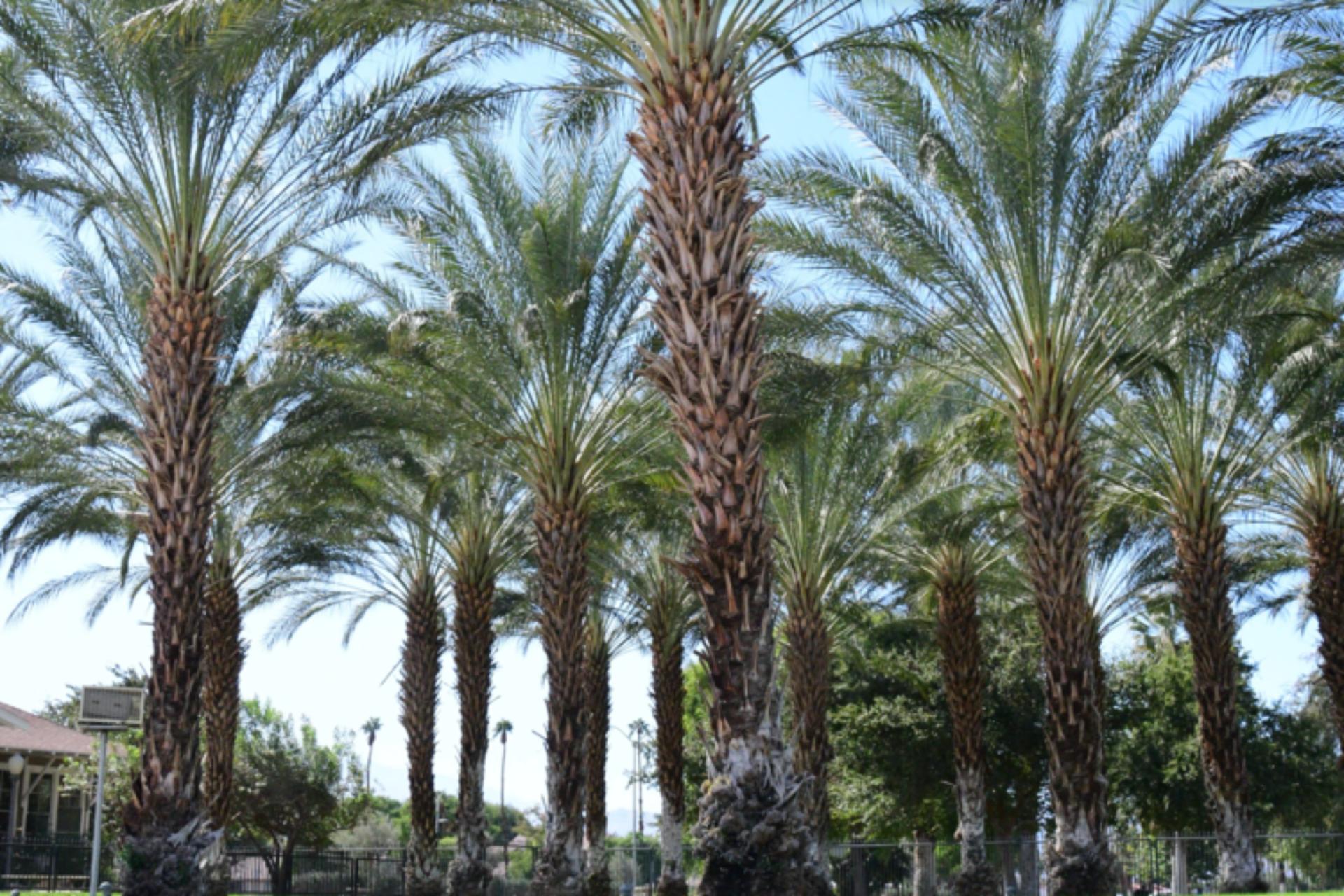 Memorial Date Garden