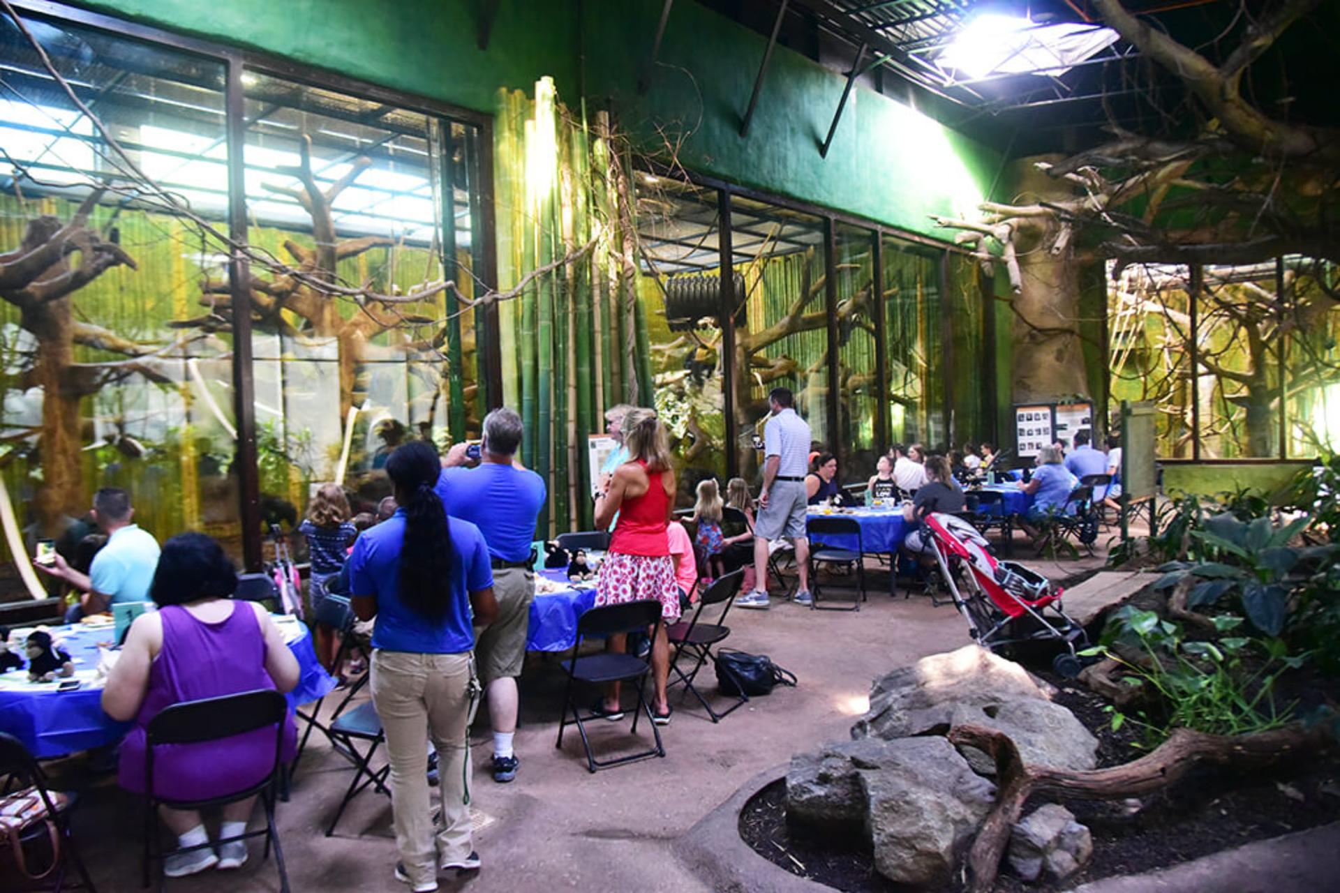 Chimpanzee Forest