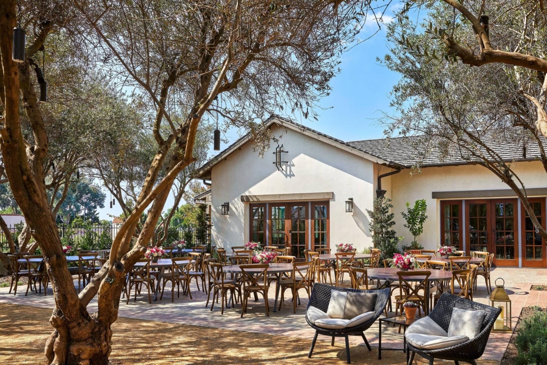 Olive Grove