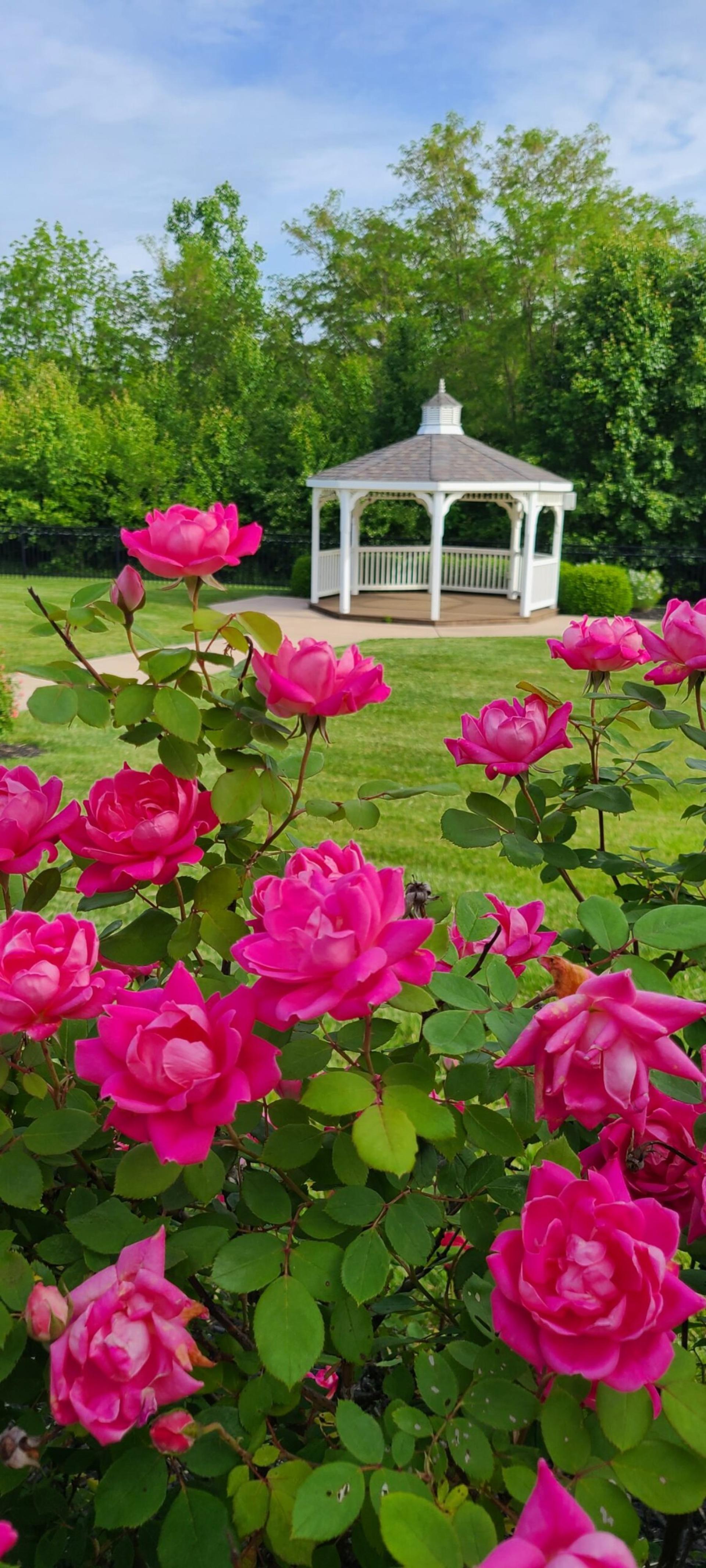The Patio & Gazebo