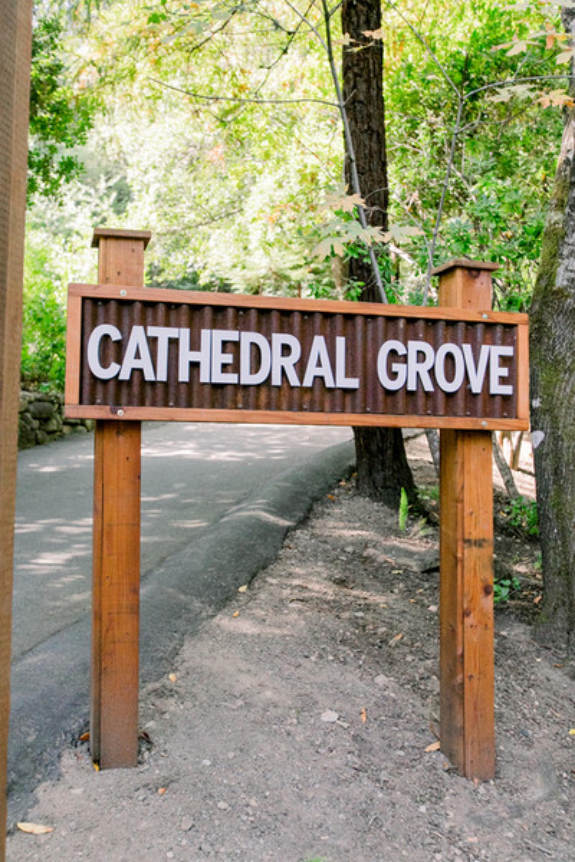 Cathedral Grove
