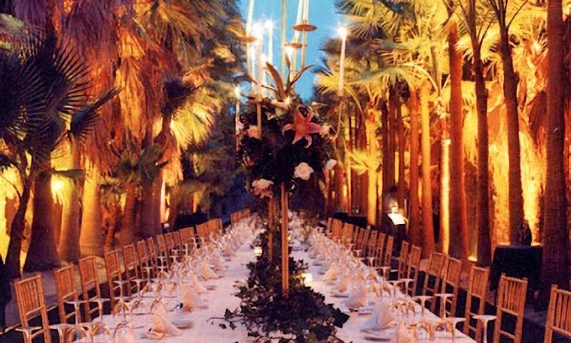 Outdoor Palm Grove 