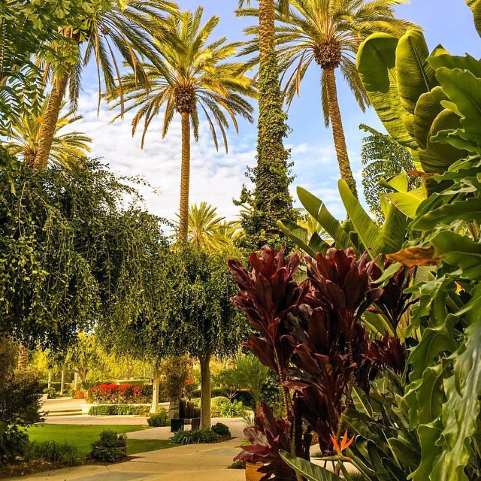 Palm Garden